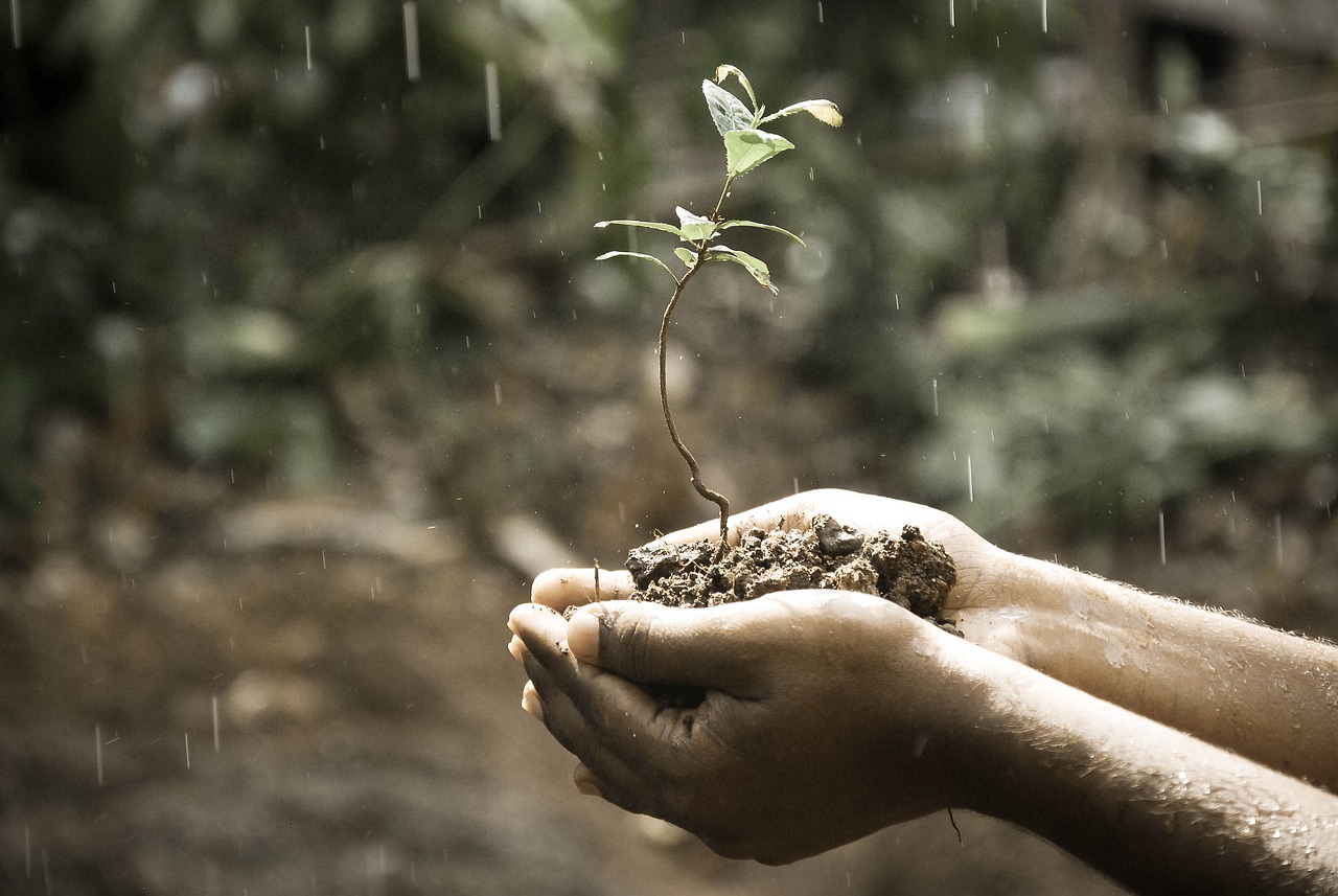 Des mains tiennent précieusement de la terre et une plantation sous la pluie
